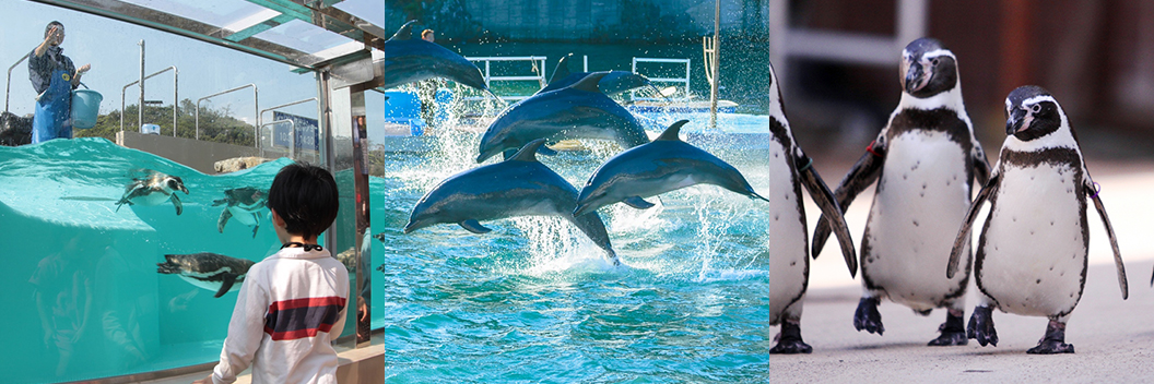 下田海中水族館の人気商品