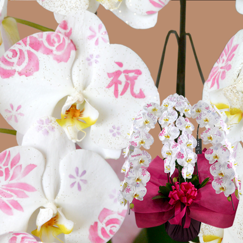 化粧蘭 ケショウラン（胡蝶蘭 洋蘭）